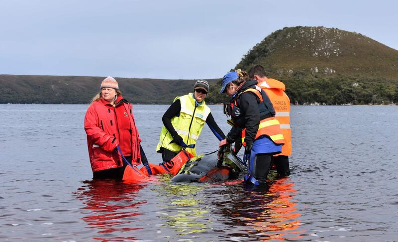 Rescuers work to save a whale stranded on a sandbar in Macquarie Harbour on the rugged west coast of Tasmania. AFP