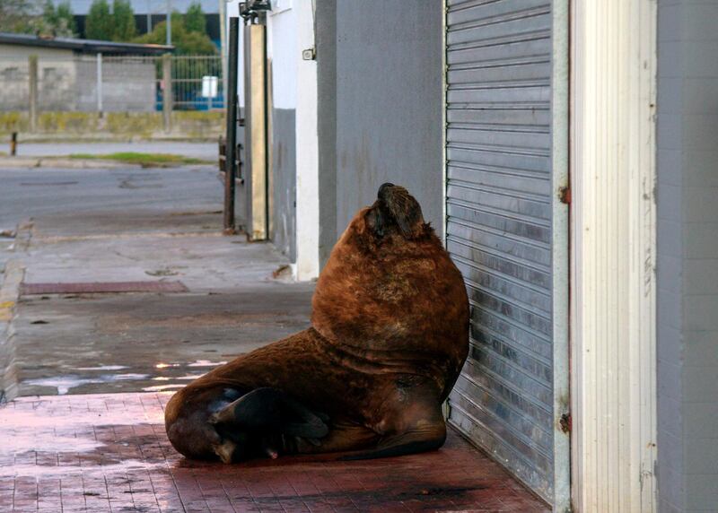 A sea lion is seen on a sidewalk of Mar del Plata harbour, 400km south of Buenos Aires, Argentina.  AFP