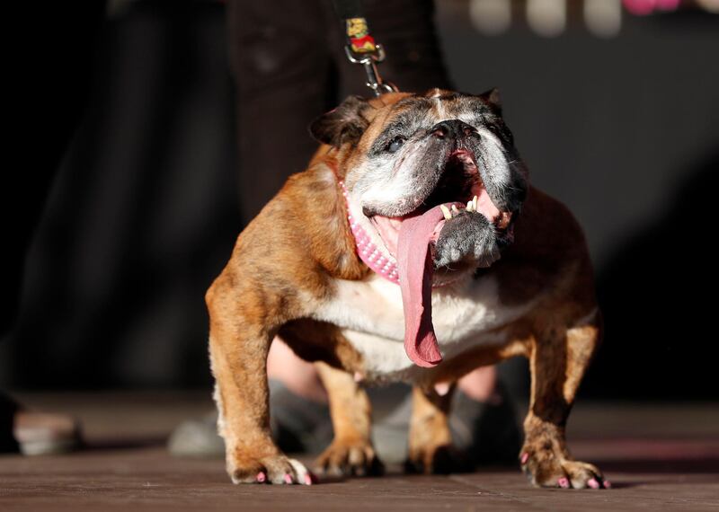 Zsa Zsa, an English Bulldog from Minnesota, wins the 2018 Worlds Ugliest Dog Contest in Petaluma, California.  Monica M. Davey / EPA