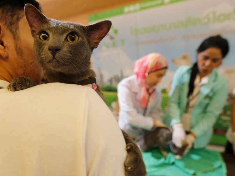 A cat waits pensively as a Thai veterinarian injects another cat with a rabies vaccination during a cat show event in Bangkok. Narong Sangnak / EPA
