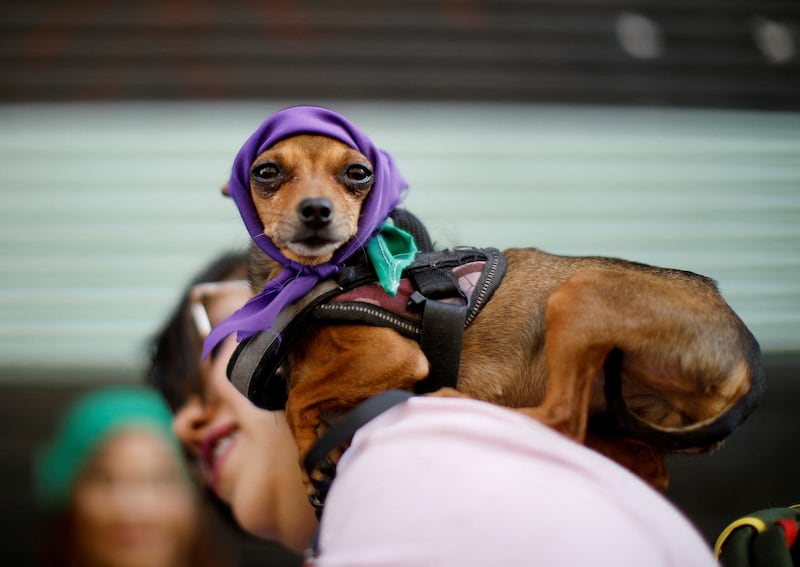 A dog is dressed up as people take part in a protest to mark International Women's Day in Mexico City. Reuters