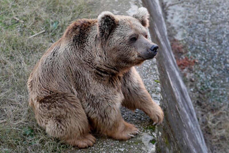 A sick brown bear sits at his enclosure in the Marghazar Zoo, in Islamabad, Pakistan. AP
