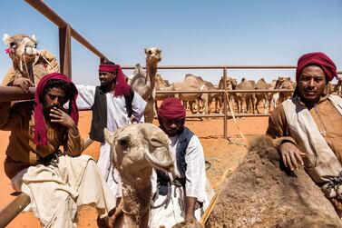 King Abdulaziz Camel Festival. Staffers are immobilizing a camel that is about to be ultrasound checked. Maxime Fossat for The National