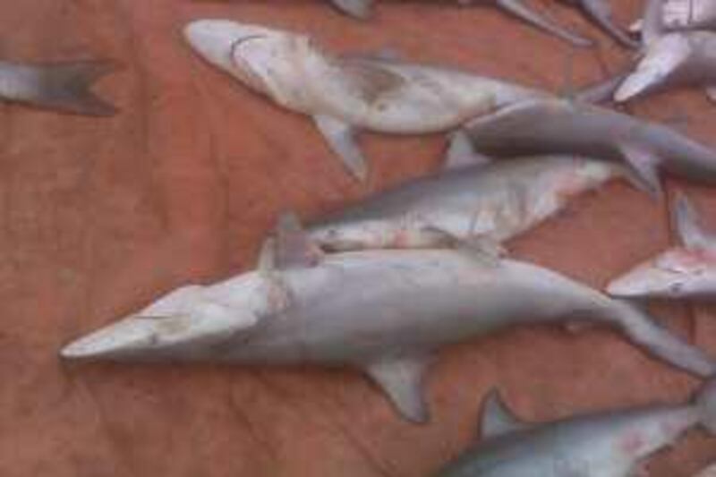 
Between 300 to 500 sharks were caught caught by net and were where finned by fisherman and sold off to traders. Environmentalist agencies believe the shark fins are heading to East Asian markets.

Courtesy Daniel Hawkins 
 *** Local Caption ***  na08 ap sharks.jpg