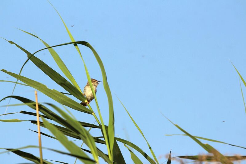 A reed warbler spotted at the site. Courtesy of Qatra Water Solutions
