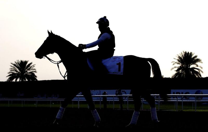 A jockey rides California Chrome, a racehorse from the USA trained by Art Sherman on the track at the Meydan Racecourse during preparations for the Dubai World Cup 2016 in Dubai, United Arab Emirates, 23 March 2016. The 21st edition of the Dubai World Cup will take place on 26 March 2016.  EPA/ALI HAIDER
