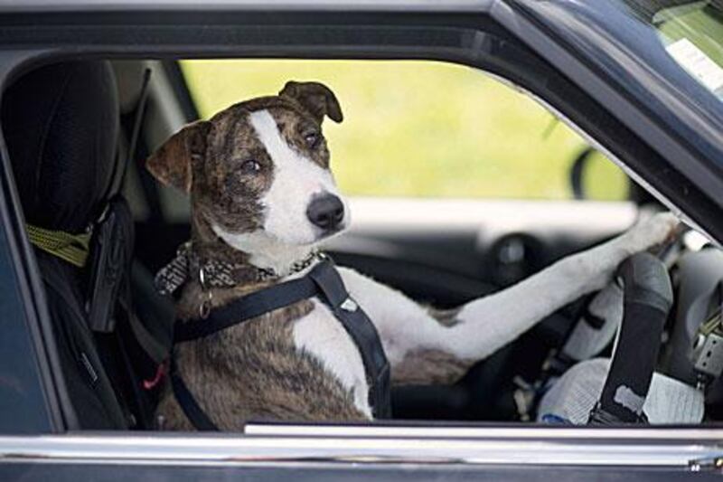 The  rescue dog Ginny behind the wheel in practice.