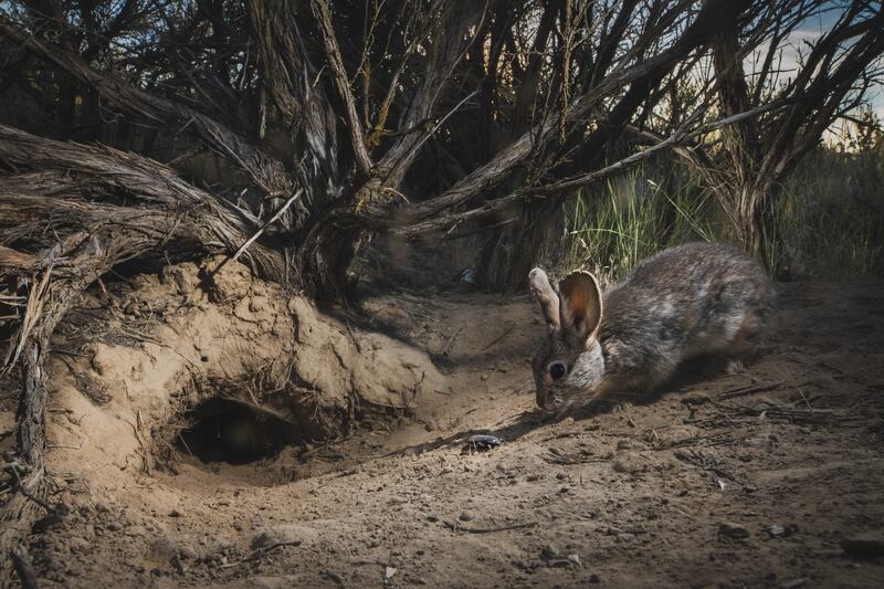 Burrow Mates. Morgan Heim / Wildlife Photographer of the Year 