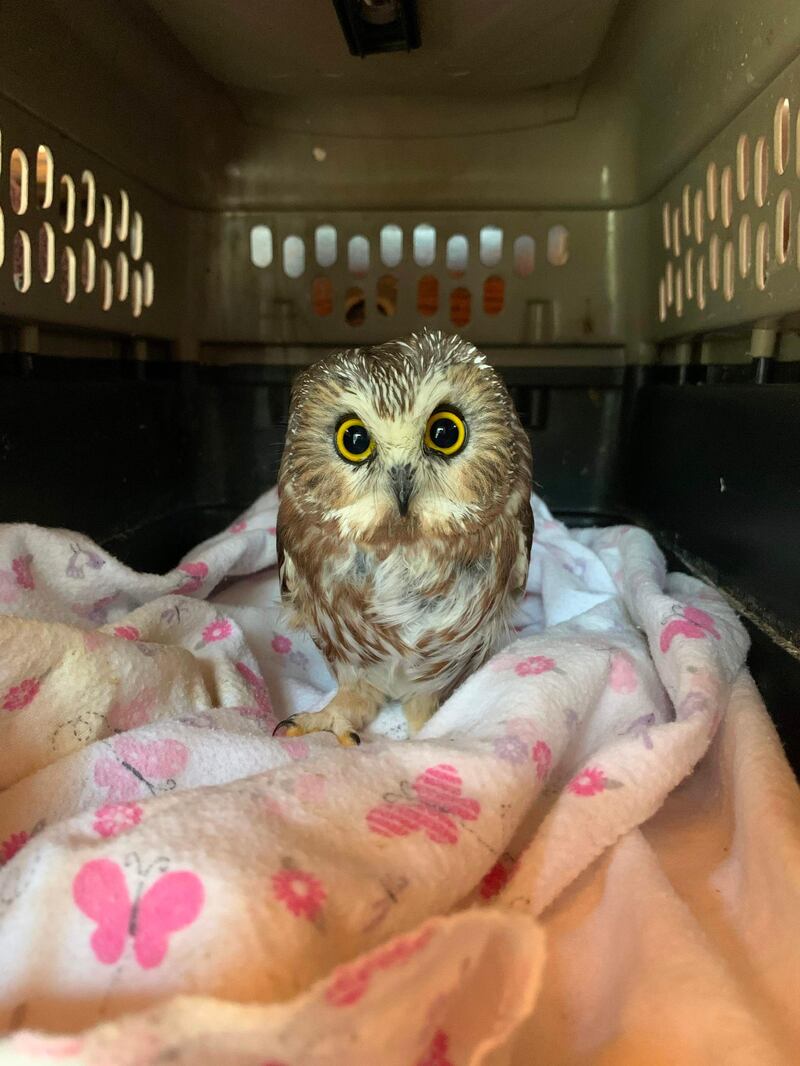 A tiny Northern saw-whet owl, now named Rockefeller, was found in the Christmas tree transported from Oneonta to Rockefeller Centre in New York. Ravensbeard Wildlife Center via AFP