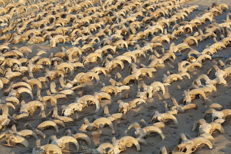 Mummified ram heads uncovered during excavation work at the temple of Rameses II in Abydos. Reuters