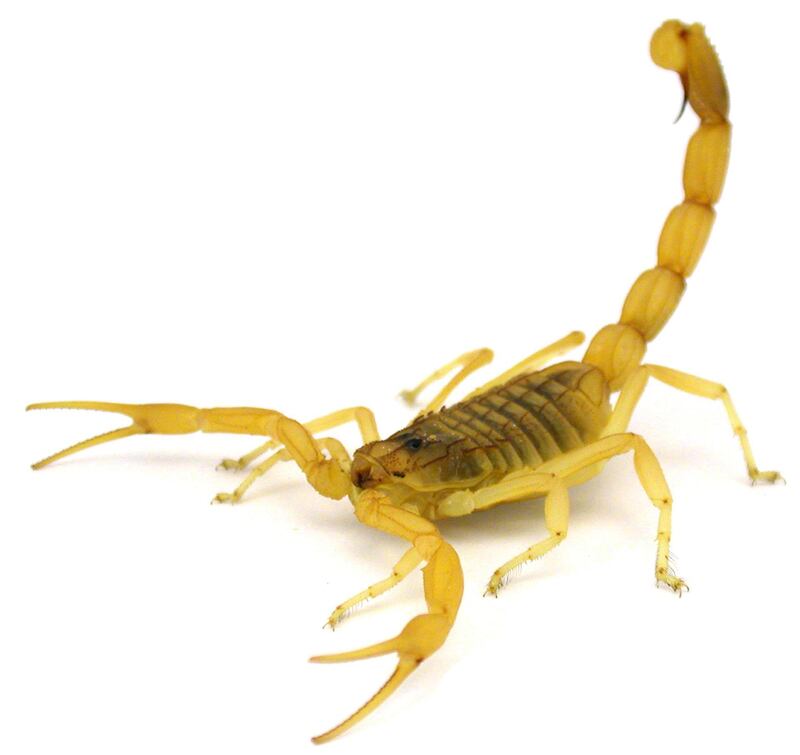 A handout photo obtained on April 4, 2017 shows a Deathstalker scorpion (Leiurus quinquestriatus) in a defensive posture. 
The world's deadliest scorpion, the death stalker, has been caught on high-speed camera for the first time lashing out with its deadly stinger, scientists reported on April 4, 2017. A comparison of half-a-dozen scorpion species filmed at extreme slow motion revealed an unsuspected variety in strike modes, they reported in the journal Functional Ecology. / AFP PHOTO / University of Porto / Arie van der Meijden / RESTRICTED TO EDITORIAL USE - MANDATORY CREDIT "AFP PHOTO / UNIVERSITY OF PORTO / ARIE VAN DER MEIJDEN" - NO MARKETING NO ADVERTISING CAMPAIGNS - DISTRIBUTED AS A SERVICE TO CLIENTS

