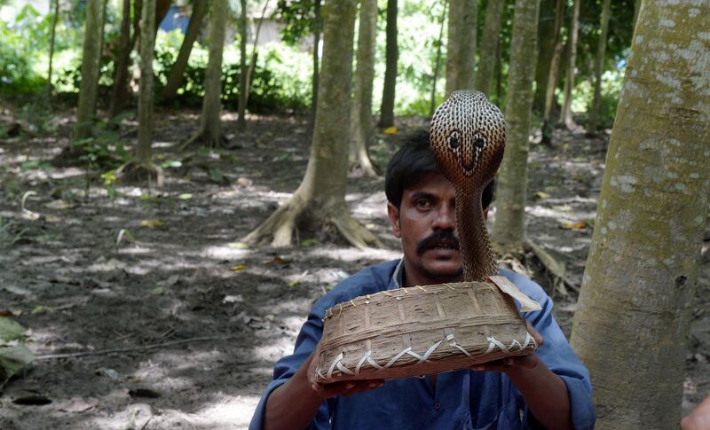 An Indian snake charmer performs with a 'gokhra' - cobra - in a basket for passers by at a snake fair at Purba Bishnupur village, around 85 kms north of Kolkata on August 17, 2013.  Hundreds of people queued in a remote village in eastern India over the weekend to receive blessings from metres-long and potentially deadly snakes, thought to bring them good luck.  AFP PHOTO/Dibyangshu SARKAR
 *** Local Caption ***  761201-01-08.jpg