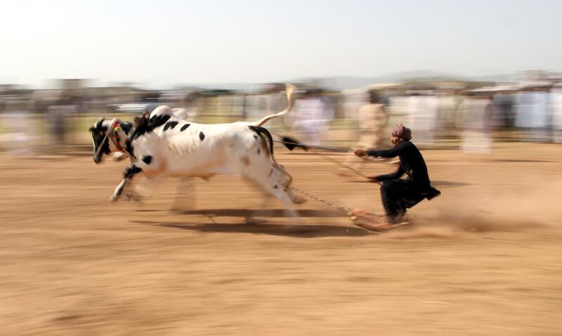 A man takes part in a bull race on the outskirts of Rawalpindi, Pakistan. EPA