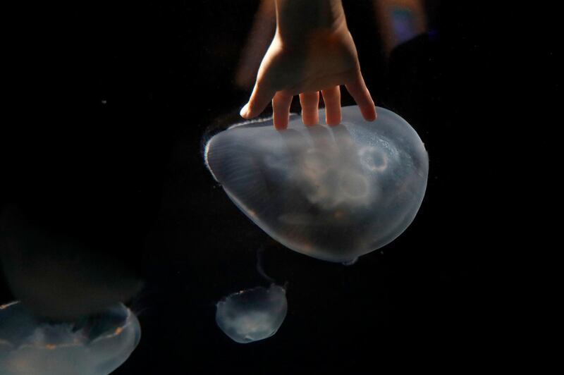 A young boy reaches to touch a moon jellyfish in the Living Seashore exhibit at the National Aquarium, in Baltimore. AP Photo