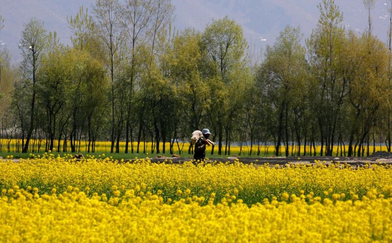 A shepherd carries a sheep as he walks past a mustard field on the outskirts of Srinagar, Kashmir. Farooq Khan / EPA