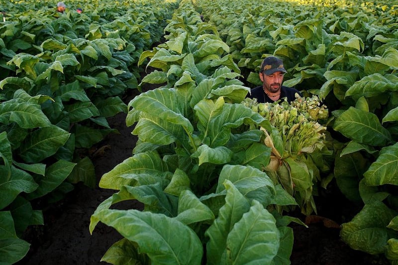 A worker carries ripe tobacco leaves during the tobacco harvest on a farm on August 15, 2014 near Valverde de la Vera, in Extreamdura region, Spain. Pablo Blazquez Dominguez / Getty Images