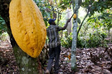 A farmer works on a cocoa farm in Bobia at Gagnoa in the Ivory Coast. The African Development Bank estimates that just 5 per cent of the income from chocolate sales globally reaches farmers. Reuters 