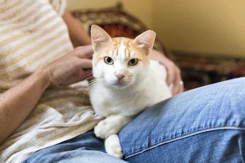 ABU DHABI, UNITED ARAB EMIRATES - JULY 23, 2018. 

Jo Cathrine with Gussy.

Gussy, as he has been called by the people who feed him, was abandoned in Abu Dhabi. He never left the area around the bench at the bus stop where he was left in Al Bateen.

Kristi Larson, from the US, started feeding the Arabian Mau-Turkish Angora mix cat after noticing him out on her daily morning walks.

Now, Jo Cathrine has taken him in. WIth 7 cats of her own, she is looking for a family to adopt Gussy.


(Photo by Reem Mohammed/The National)

Reporter: 
Section: NA