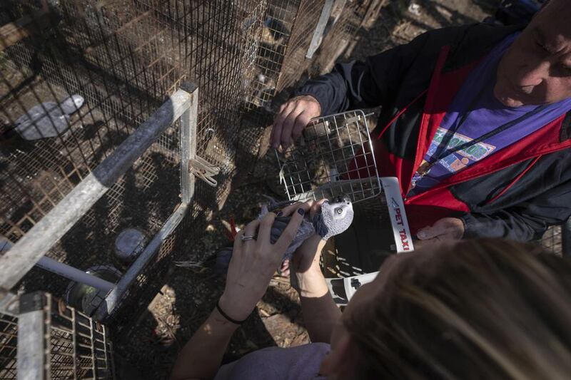 Will Peratino, owner of the Malama Manu Sanctuary, and Ms Highland prepare a bird for transport off the island. AP