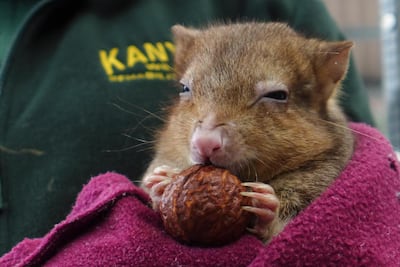 A woylie, or brush-tailed bettong, at the Kanyana Wildlife Rehabilitation Centre. Courtesy Ronan O'Connell