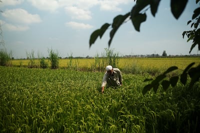 Attia Tatawi, a farmer, collects Echinochloa crus-galli from the rice farm at Mansoura in Dakahlia Governorate, Egypt September 20, 2022. REUTERS/Fatma Fahmy