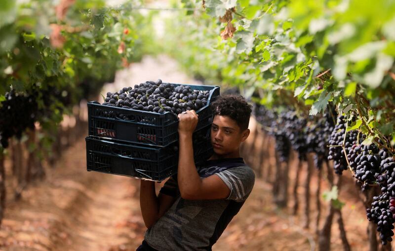 This year, volumes of Egyptian grape exports have declined because of the Russia-Ukraine conflict, local media has reported.