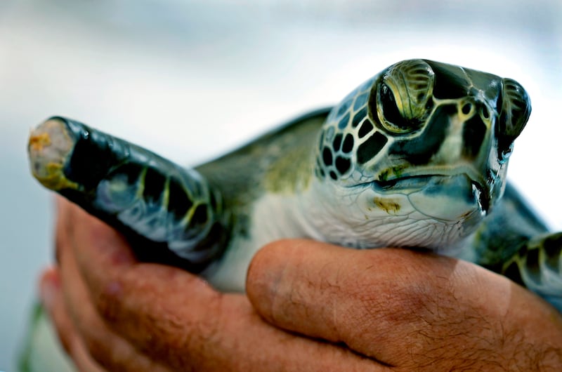 A green sea turtle that lost a flipper when it became caught in marine debris, at the Khor Kalba Conservation Reserve in Kalba, on the UAE's east coast. All photos: AP Photo