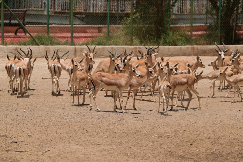 A herd of Deers stand in Baghdad Zoo, Iraq.  AP
