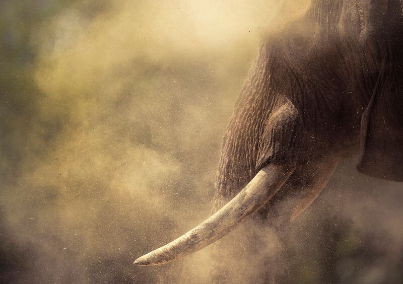 Second Place, Wildlife, Panos Laskarakis, Greece. African dust around the supergiant in wild Namibia.