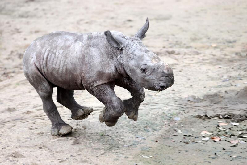 The newborn white rhino named Willi walks in its enclosure in the zoo in Dortmund, Germany.  EPA