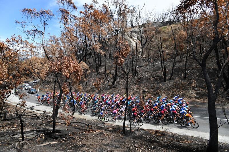 The peloton rides through a bushfire-ravaged area in the Adelaide Hills during Stage 2 of the Tour Down Under on Wednesday, January. EPA