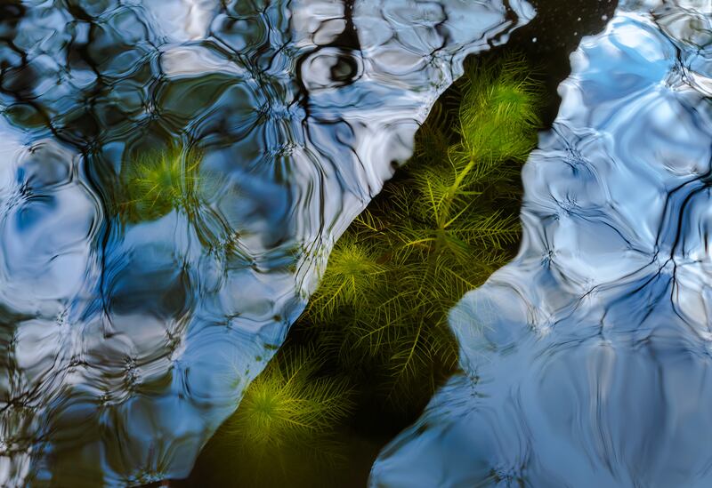 Winner of the Intimate Landscape category: Undertow by Csaba Daroczi. Water violet submerged beneath moving water in Hungary. Photo: Csaba Daroczi / cupoty.com