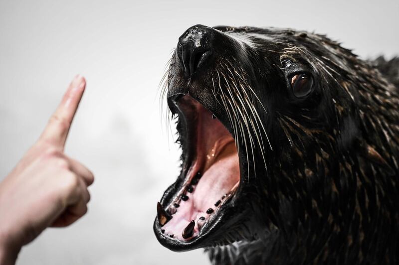 A zookeeper interacts with a sea lion during its training aimed at making medical interventions easier at the Vincennes zoological gardens in Paris. AFP