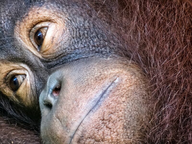 The Sepilok Orangutan Rehabilitation Centre has been taking care of orphaned and injured orangutans since 1964. Photo: Unsplash