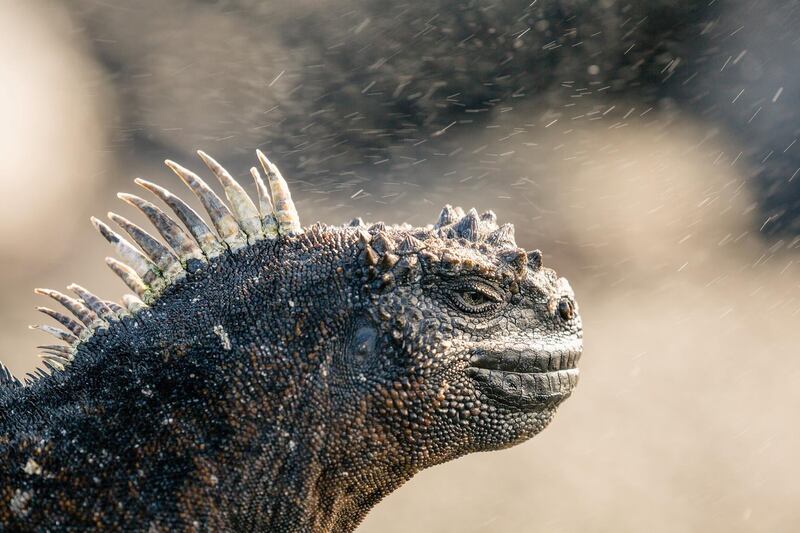 A marine iguana warming up in the sun on the shores of Fernandina Island, Galapagos