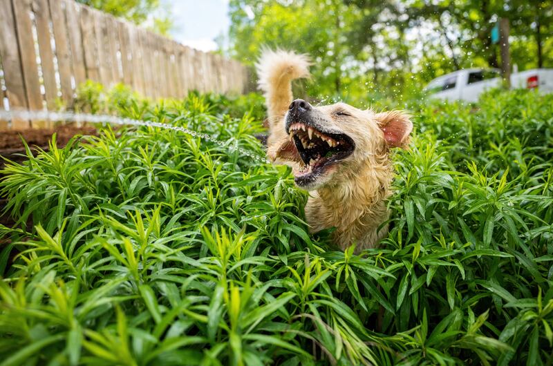 Dog Category Winner - 'Jurassic Bark' by Carmen Cromer. 'My golden retriever, Clementine, loves to stick her face in front of the hose while I water the plants. Her expression in this photo made me think of a Tyrannosaurus Rex.'