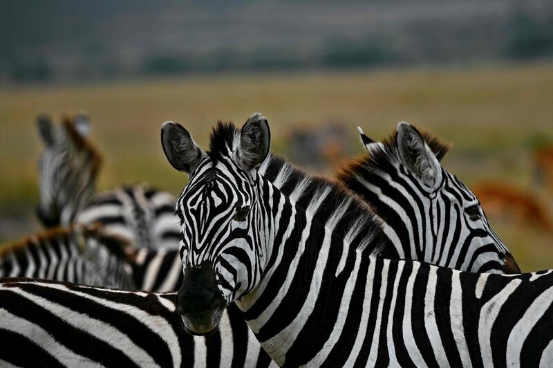 Common Zebra stand in a cluster on a plain at the Masai Mara National Reserve as they arrive into Kenya from Tanzania during the start of the spectacular annual migration. AFP