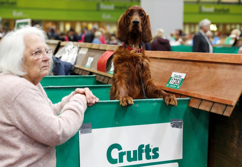 An Irish Setter looks over its bench during the final day of the Crufts Dog Show. Darren Staples / Reuters