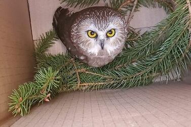 Rockefeller, a northern saw-whet owl, looks up from a box, after being found and rescued in a Christmas tree in Rockefeller Center, in New York, U.S., November 16, 2020. Picture taken November 16, 2020. Ravensbeard Wildlife Center/Handout via REUTERS. THIS IMAGE HAS BEEN SUPPLIED BY A THIRD PARTY. MANDATORY CREDIT.