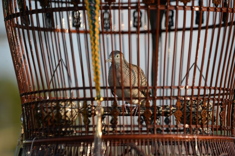 A bird awaits the start of the competition. AFP