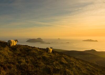 Sheep overlook the Blasket Islands, Europe's most isolated western point off the coast of Ireland. Tourism Ireland.