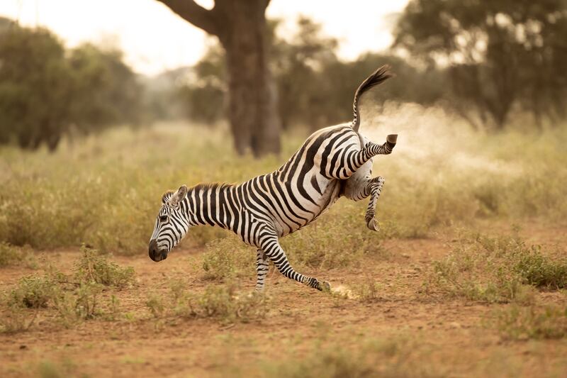 'Buck-a-roo!' Taken in Amboseli, Kenya. Vince Burton / Comedy Wildlife 2022