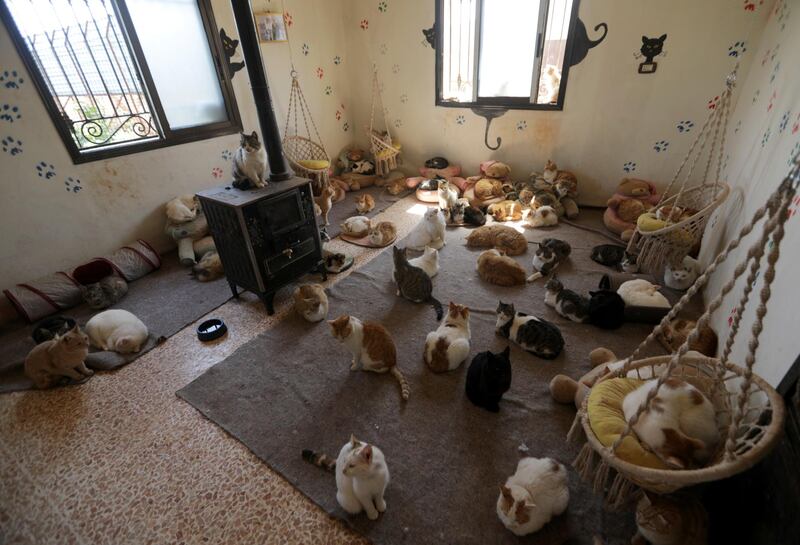 Ernesto's Sanctuary was originally located in Aleppo but was closed in 2015. Owner Alaa al-Jaleel took about 100 animals with him and reopened the sanctuary in Idlib. Reuters