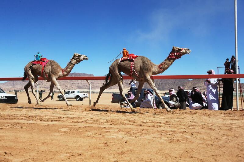 Jordanian Bedouins keep an eye on camels race using robotic jockeys in the desert of Wadi Rum valley, south of Jordan.