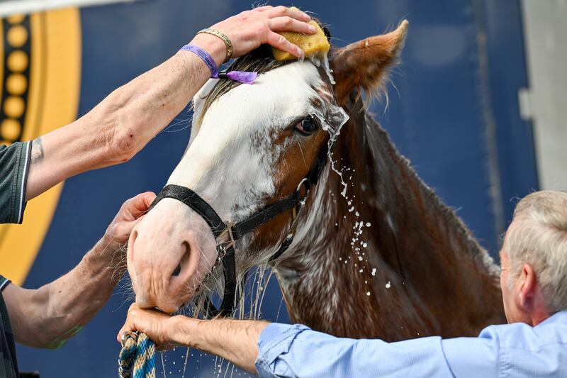 A Clydesdale Horse is prepared on Wednesday ahead of the Royal Highland show at the Royal Highland Centre at Ingliston, in Edinburgh, Scotland. The show runs until June 26. Getty Images