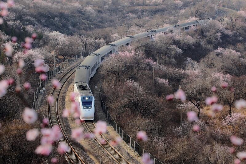 A high-speed bullet train passes through peach blossoms near Juyonguan of the Great Wall in Changping district, Beijing, China. Reuters
