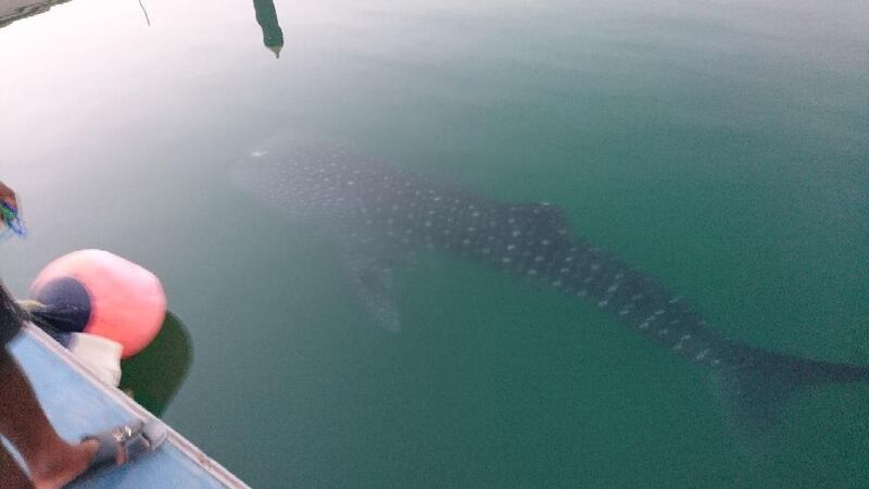 A four-metre whale shark caused a commotion after it was spotted near Jumeirah Fisherman’s Harbour, Dubai. Courtesy Martin Feustel