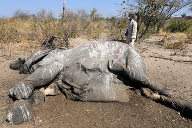 Vet Dr Wave Kashweeka stands over the carcass of an elephant found near Seronga, in the Okavango Delta, Botswana. Reuters 