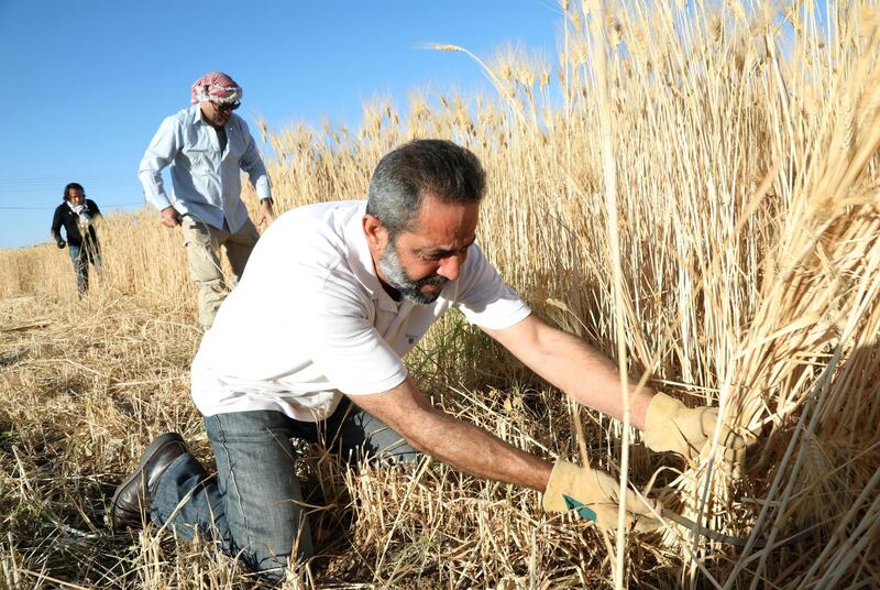 People harvest wheat near a shopping mall as part of an initiative to develop food self-sufficiency, in Amman, Jordan. Reuters