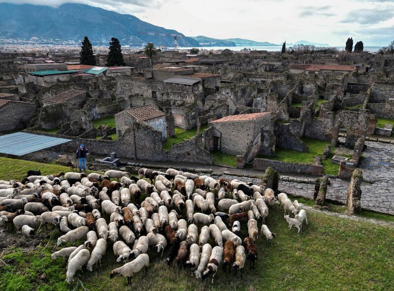 Grazing sheep are introduced to protect ancient ruins from growing green in unexcavated areas of the archaeological site in Pompeii, Italy. Reuters